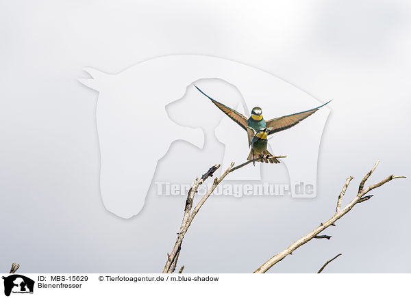 Bienenfresser / MBS-15629