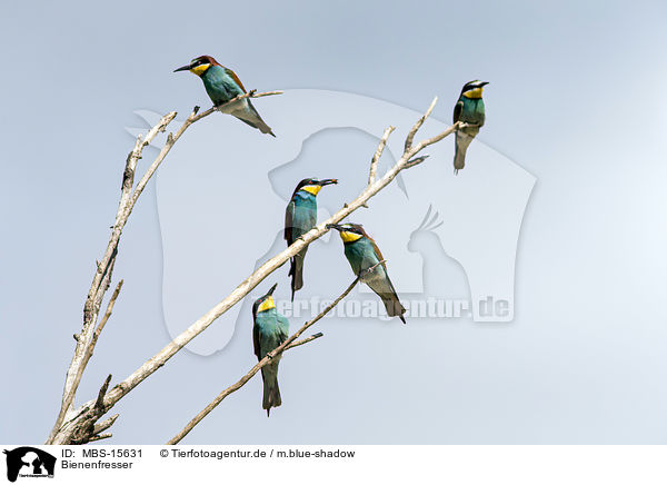 Bienenfresser / MBS-15631
