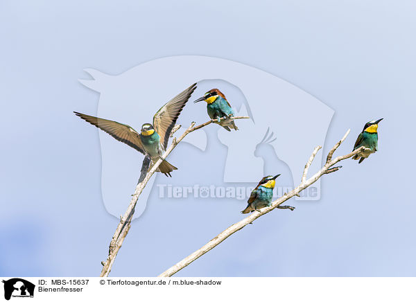 Bienenfresser / MBS-15637