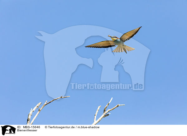Bienenfresser / MBS-15646