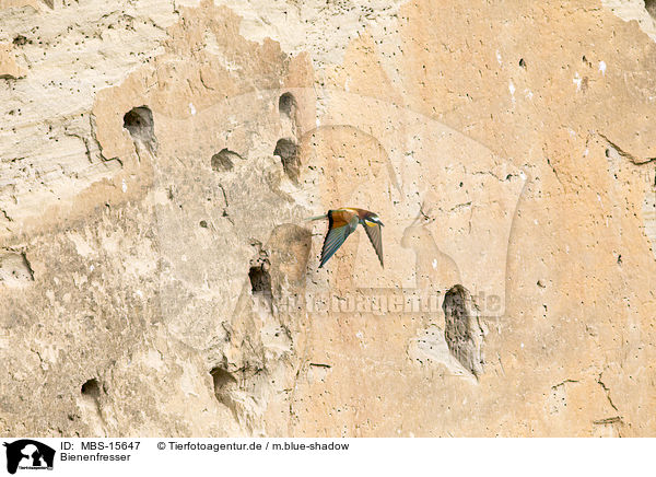 Bienenfresser / MBS-15647
