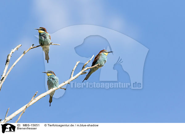 Bienenfresser / MBS-15651