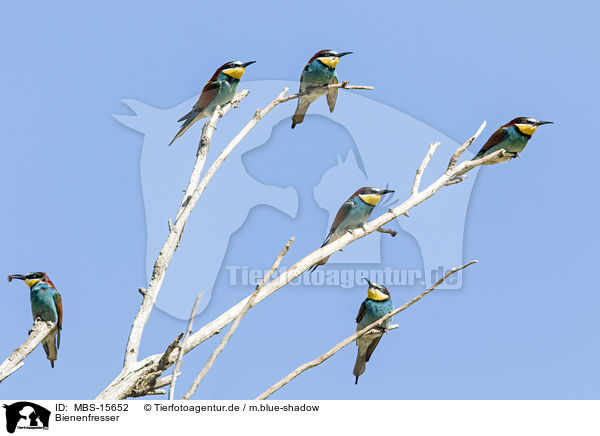 Bienenfresser / MBS-15652