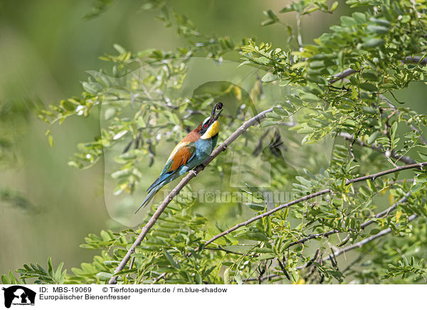 Europischer Bienenfresser / European bee-eater / MBS-19069