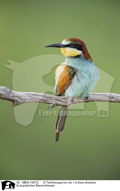 Europ�ischer Bienenfresser / European bee-eater / MBS-19072