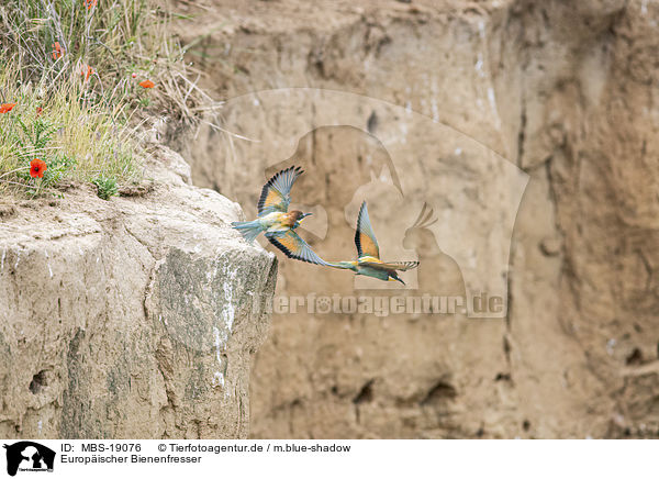 Europ�ischer Bienenfresser / European bee-eater / MBS-19076