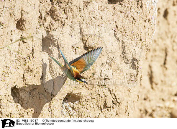 Europ�ischer Bienenfresser / European bee-eater / MBS-19087