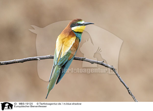 Europ�ischer Bienenfresser / European bee-eater / MBS-19120