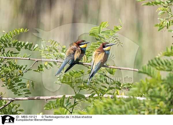 Europischer Bienenfresser / European bee-eater / MBS-19121