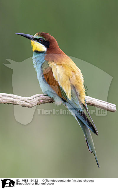 Europ�ischer Bienenfresser / European bee-eater / MBS-19122