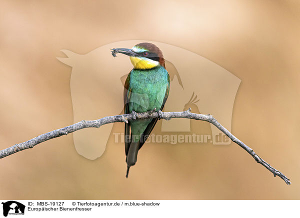 Europischer Bienenfresser / European bee-eater / MBS-19127