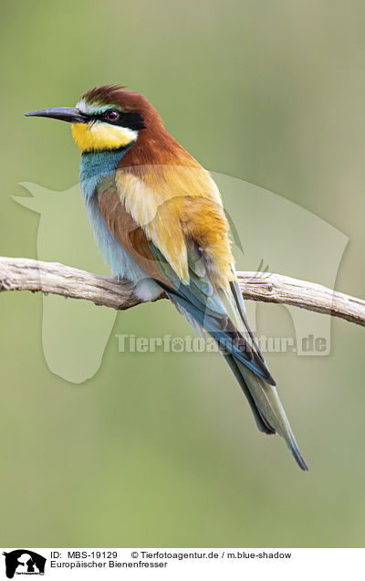Europ�ischer Bienenfresser / European bee-eater / MBS-19129