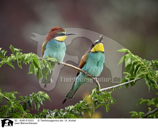 zwei Bienenfresser / two bee-eaters / AXK-01003