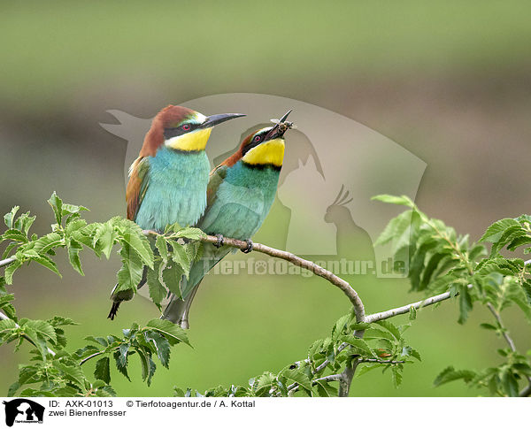 zwei Bienenfresser / two bee-eaters / AXK-01013