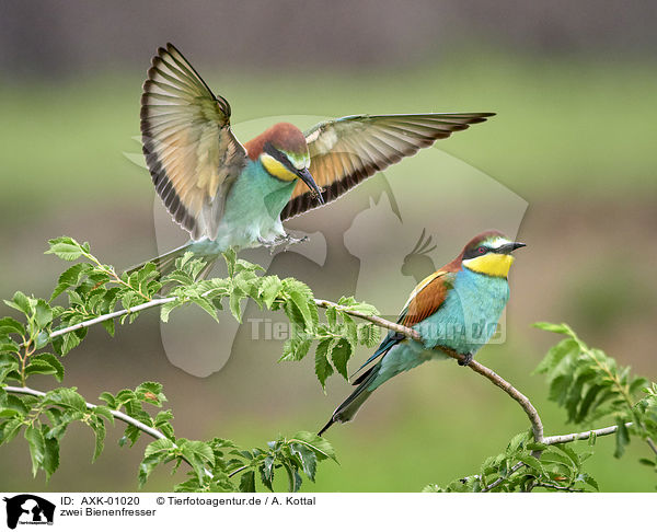 zwei Bienenfresser / two bee-eaters / AXK-01020