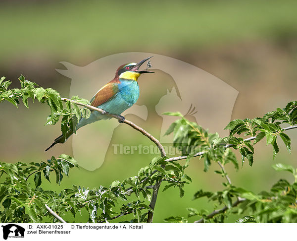 zwei Bienenfresser / two bee-eaters / AXK-01025
