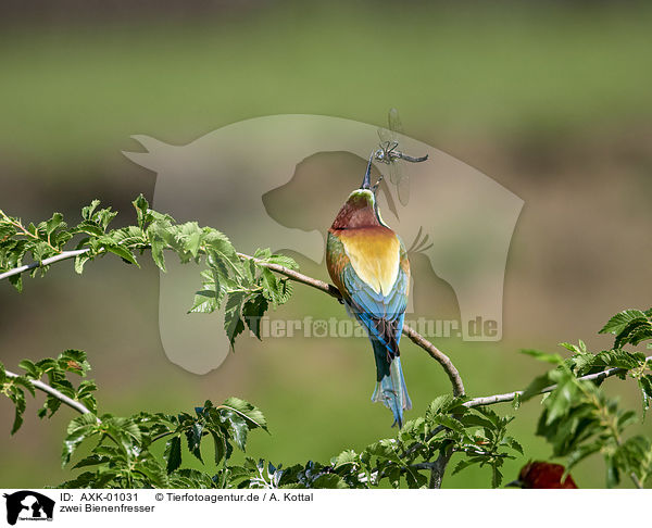 zwei Bienenfresser / two bee-eaters / AXK-01031