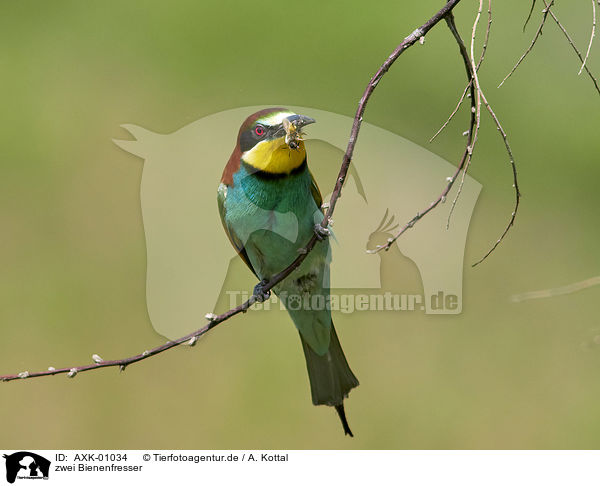 zwei Bienenfresser / two bee-eaters / AXK-01034