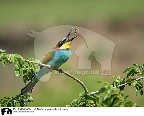 zwei Bienenfresser / two bee-eaters / AXK-01036