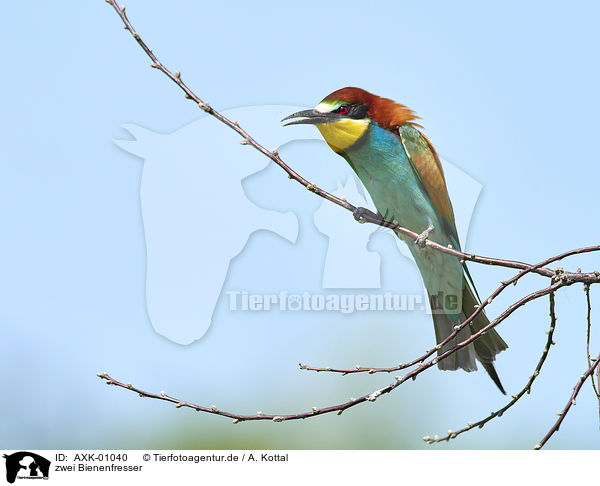 zwei Bienenfresser / two bee-eaters / AXK-01040