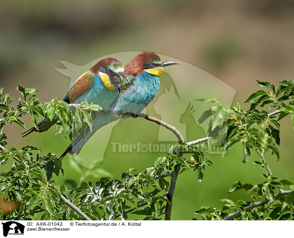 zwei Bienenfresser / two bee-eaters / AXK-01042