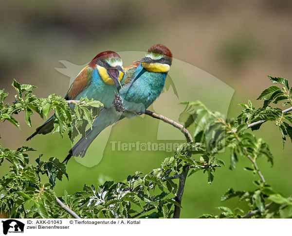 zwei Bienenfresser / two bee-eaters / AXK-01043
