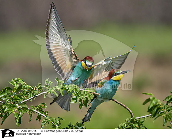 zwei Bienenfresser / two bee-eaters / AXK-01045