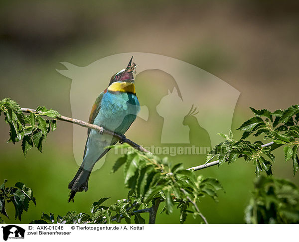 zwei Bienenfresser / two bee-eaters / AXK-01048