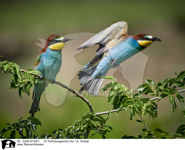 zwei Bienenfresser / two bee-eaters / AXK-01051