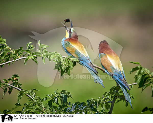 zwei Bienenfresser / two bee-eaters / AXK-01056
