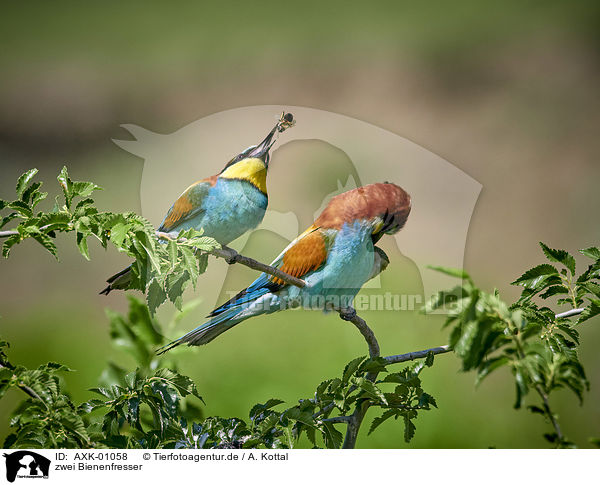 zwei Bienenfresser / two bee-eaters / AXK-01058