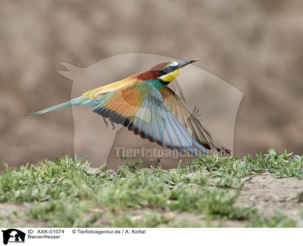 Bienenfresser / bee-eater / AXK-01074