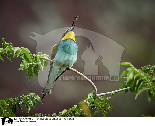 zwei Bienenfresser / two bee-eaters / AXK-01080