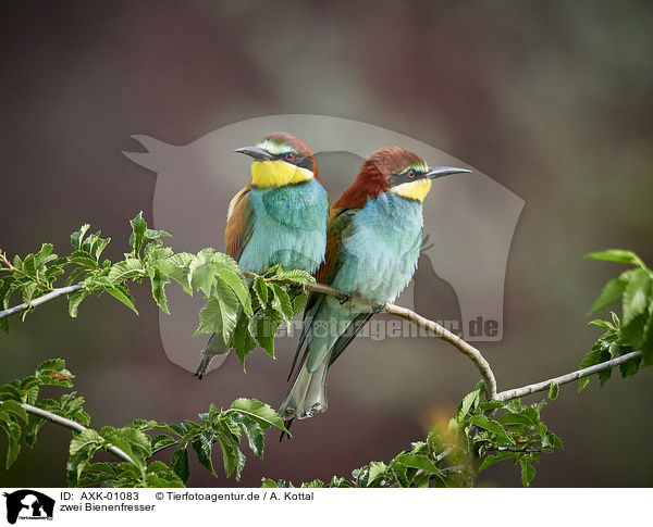 zwei Bienenfresser / two bee-eaters / AXK-01083