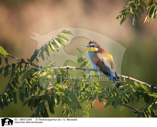 sitzender Bienenfresser / sitting Bee-eater / UM-01389