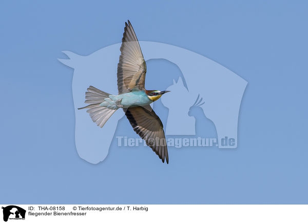 fliegender Bienenfresser / flying Bee-eater / THA-08158