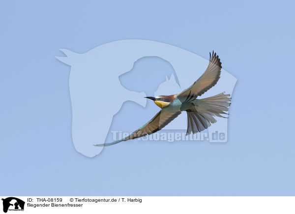 fliegender Bienenfresser / flying Bee-eater / THA-08159