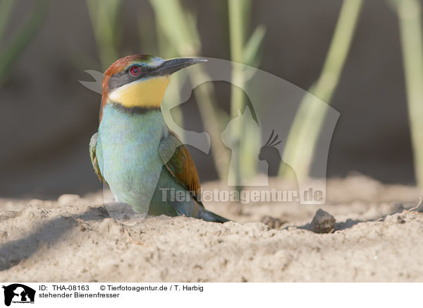 stehender Bienenfresser / standing Bee-eater / THA-08163