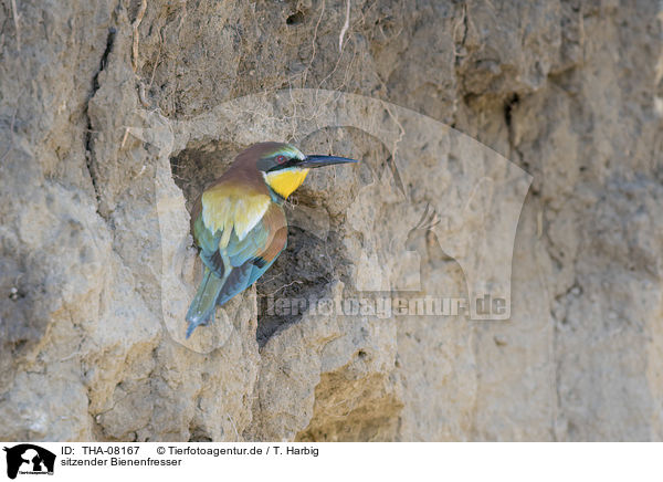 sitzender Bienenfresser / sitting Bee-eater / THA-08167