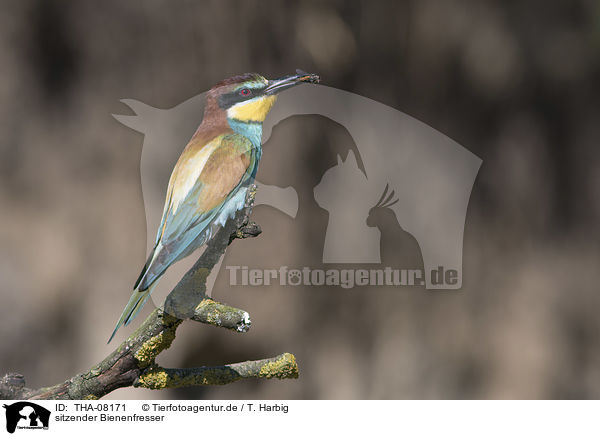 sitzender Bienenfresser / sitting Bee-eater / THA-08171