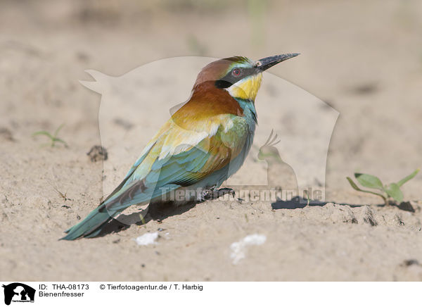 Bienenfresser / Bee-eater / THA-08173