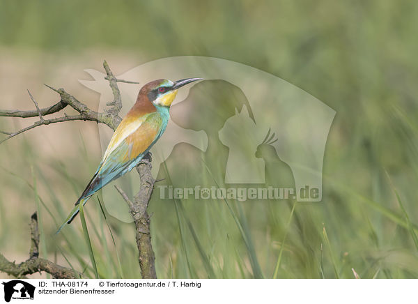 sitzender Bienenfresser / sitting Bee-eater / THA-08174