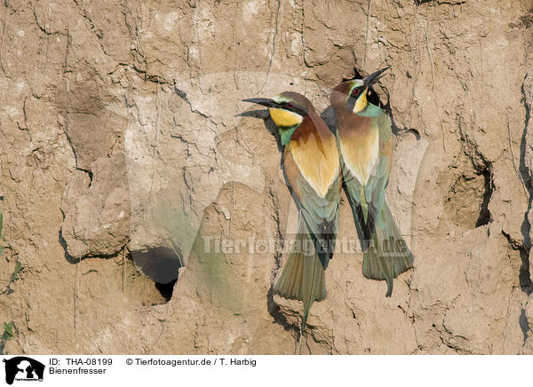 Bienenfresser / Bee-eaters / THA-08199