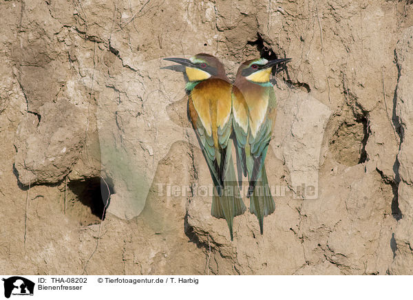 Bienenfresser / THA-08202