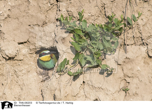 Bienenfresser / Bee-eater / THA-08203