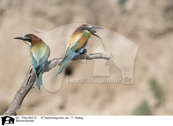 Bienenfresser / Bee-eaters / THA-08212