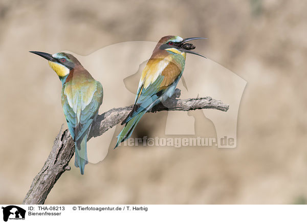 Bienenfresser / THA-08213