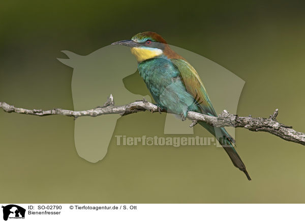 Bienenfresser / SO-02790