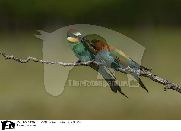 Bienenfresser / SO-02791