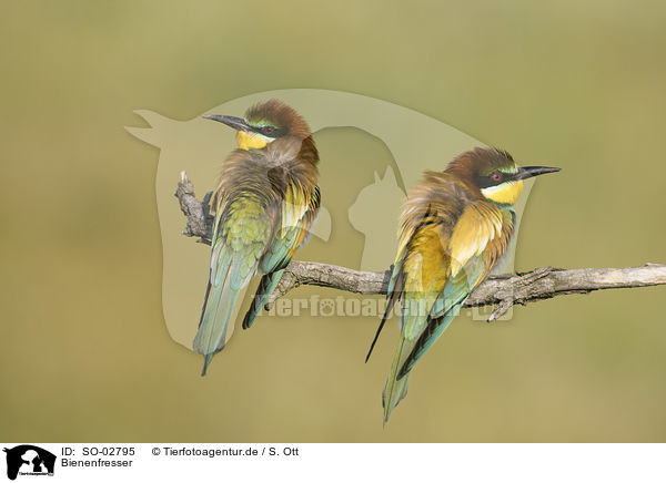 Bienenfresser / bee-eater / SO-02795